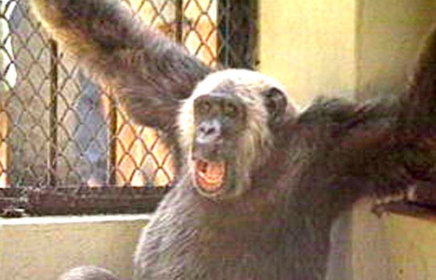 Macaco Tião, do zoológico do Rio de Janeiro, 'obteve' mais de 400 mil votos para prefeito do Rio em 1988. (Foto: Reprodução)