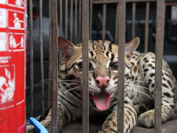 Animal apreendido será encaminhad o centro de triagem de animais silvestres. (Foto: Biaman Prado/O Estado)