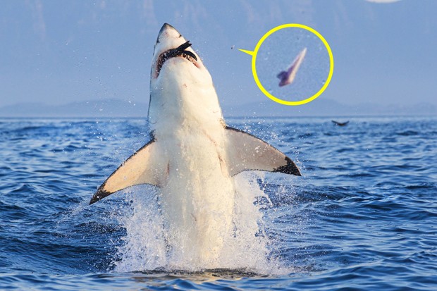 Tubarão-branco perdeu dente ao abocanhar foca na África do Sul (Foto: David Jenkins/Caters News)