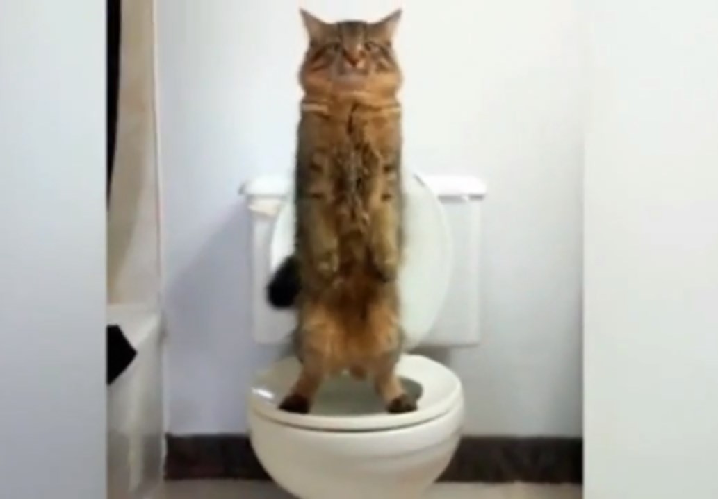Gato canadense foi trenado para usar o vaso sanitário