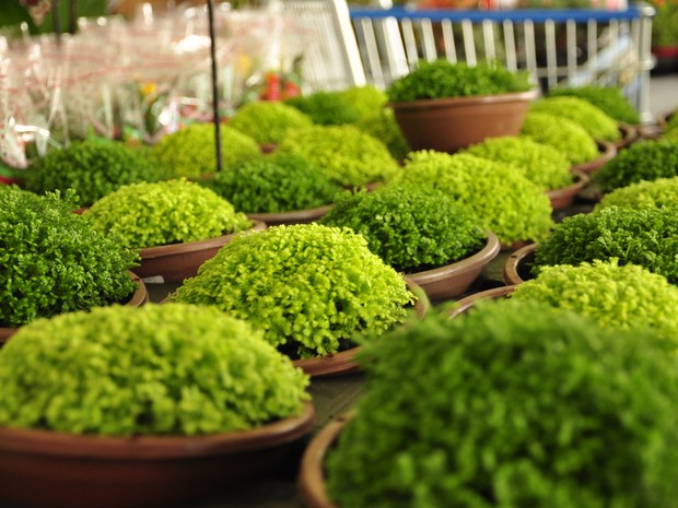 Festival de flores oferece mais de 200 espécies de plantas em Cuiabá. (Foto: Nathalia Lorentz/G1)