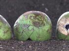 Sobra da casca de coco pode servir para a produção de adubo