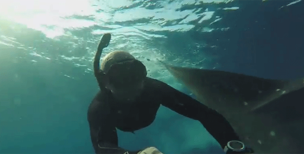 Tubarão-baleira defeca sobre mergulhador que o filmava no México (Foto: Reprodução/YouTube)