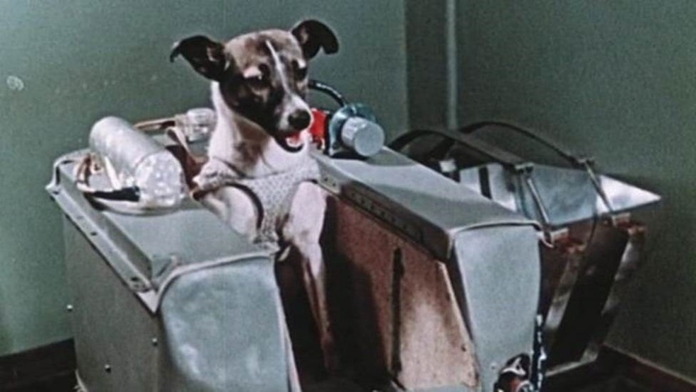  A cadela Laika viajou para o espaço  (Foto: Arquivos Russos/BBC)