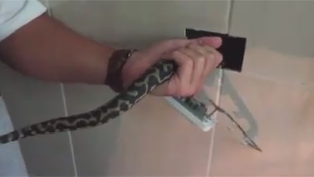 Cobra provocou curto-circuito em uma tomada do banheiro na Austrália (Foto: Reprodução/Facebook/Sunshine Coast Snake Catchers 24/7)