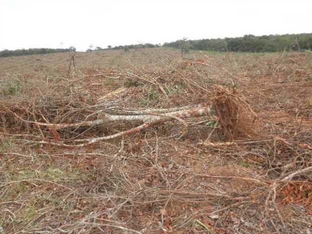 G1 Produtor é multado em R 80 mil por desmatamento em fazenda em MS