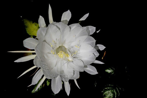 Beautiful white lady-of-the-night flower of an intoxicating scent and its opening happens only at night. Photo made in my houseThe lady of the night is a shrub, with a semi-woody texture and very popular due to the heady aroma of its flowers. It has an e (Foto: Getty Images/iStockphoto)