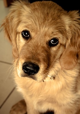 cachorro em casa (Foto: SXC)