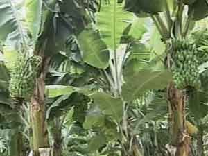Produtores de banana prata investem na cultura em Patrocínio, MG (Foto: Reprodução/Tv Integração) Produtores de banana prata investem na cultura em Patrocínio, MG (Foto: Reprodução/Tv Integração)