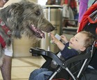 Aeroportos recorrem a cães contra estresse (Damian Dovarganes/AP Photo)