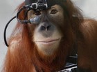 Cientistas criam aparelho que monitora o olhar de orangotangos