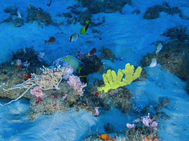 amapá; macapá; greenpeace; corais; rio amazonas; (Foto: ©Greenpeace)