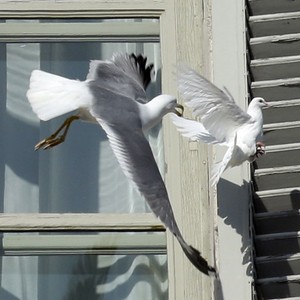 Gaivota ataca pomba da paz do papa Bento XVI no Vaticano (Gregorio Borgia/AP)