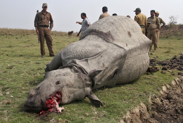 Rinoceronte foi encontrado sem o chifre em santuário na Índia (Foto: Reuters)