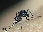 No Amazonas, oito cidades têm risco de surto de dengue, aponta LIRAa