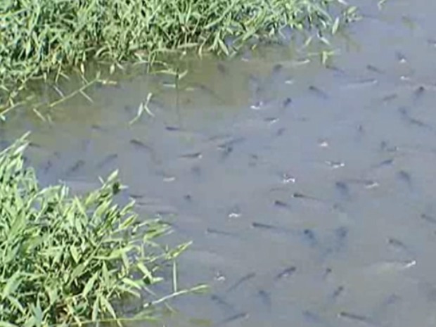 Peixes ficaram concentrados em um trecho do Rio Jacaré em Lagoa da Prata (Foto: Reprodução/TV Integração)