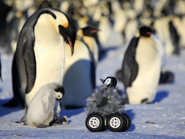 Foto divulgada em 1 de novembro pelo Centre National de la Recherche Scientifique mostra o pinguim robô perto de uma pinguim Imperador e seu filhote, na Antártida (Foto: AFP Photo/HO/Nature Methods Magazine)