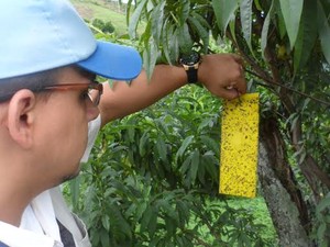 Produtores têm técnicas alternativas (Foto: Divulgação/Rio Rural)