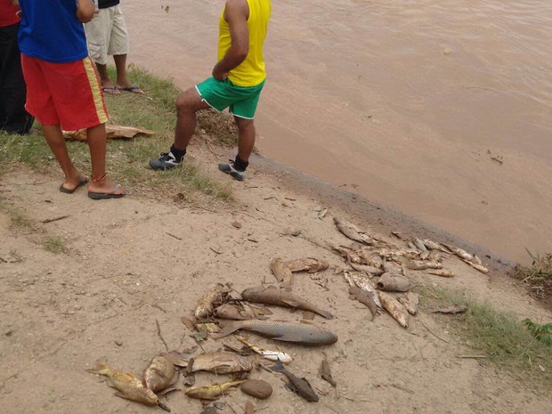 Peixes são encontrados mortos no leito do Rio Doce... Peixes