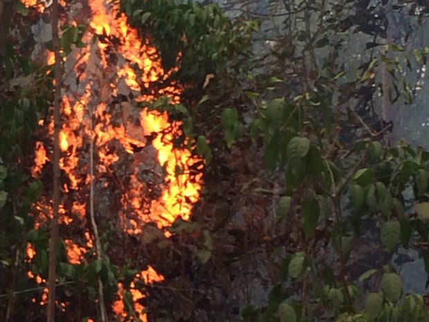 Floresta na terra indígena Araribóia, no sudoeste do Maranhão (Foto: Sidney Pereira/ TV Mirante)