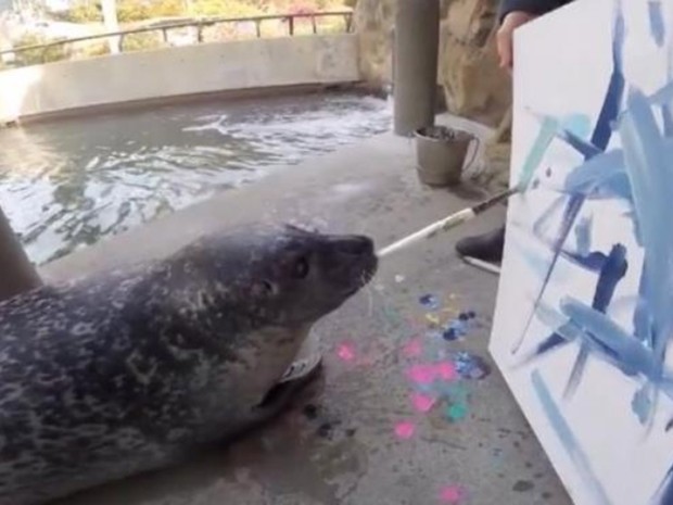 Foca Blue é um dos animais artistas do zoológico Buttonwood (Foto: Reprodução/Facebook/Buttonwood Park Zoo)