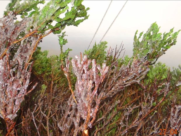 Frio congelou as plantas na Serra de SC (Foto: Reprodução/RBS TV)