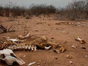 Cemitério de animais mortos pela seca em Lajes, RN (Foto: Rafael Barbosa/G1)