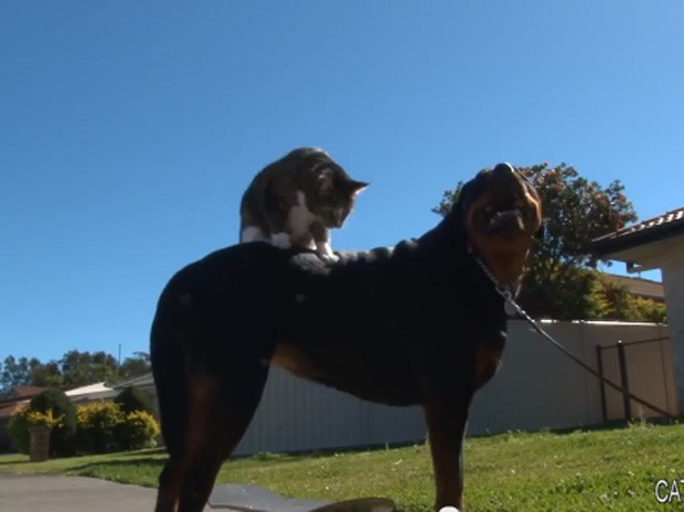 Com direito a salto sobre cão, vídeo de 'gato skatista' virou sensação na web (Foto: Reprodução/YouTube/CATMANTOO) Com direito a salto sobre cão, vídeo de 'gato skatista' virou sensação na web (Foto: Reprodução/YouTube/CATMANTOO)