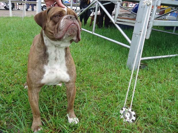 Bulldog campeiro de Deivis Albers: dócil e ciumento com o dono (Foto: Felipe Truda/G1)
