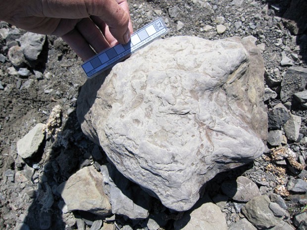 Fóssil mostra pegada de dinossauro encontrado no Alasca (Foto: Divulgação/PatDruckenmiller)
