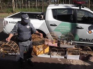 Mais de 50 pássaros foram apreendidos em Bauru (Fot Divulgação/ Polícia Ambiental)