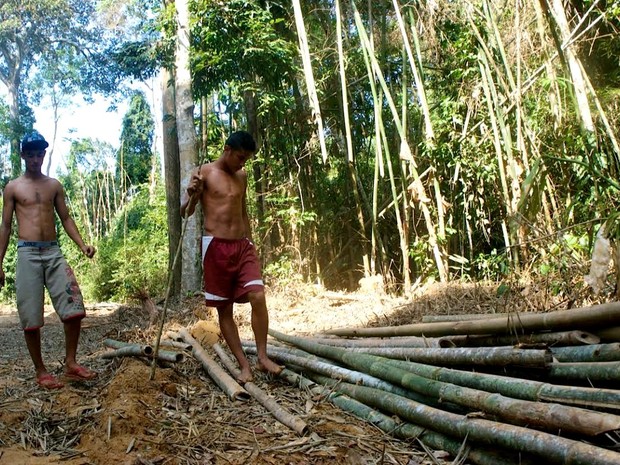 Bambu deve ser usado como material de construção sustentável (Foto: Bruno Imbroisi/ Arquivo pessoal)