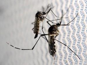 * RN tem 5.126 casos confirmados de Chikungunya em 2016, diz Sesap.