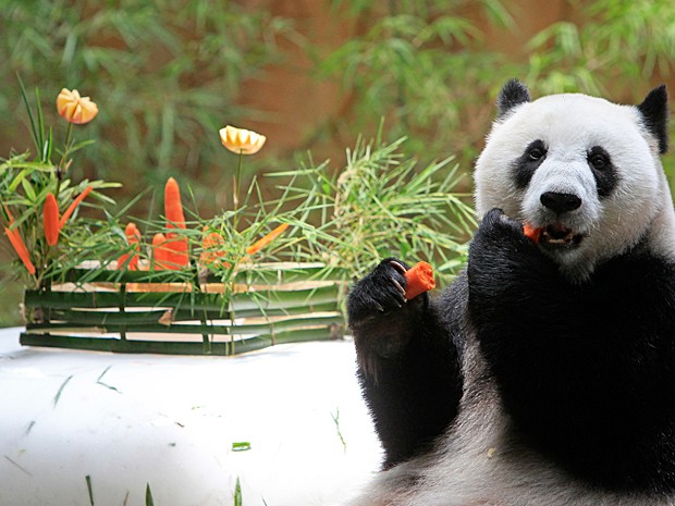 Panda saboreia cenoura no zoológico em Kuala Lumpur (Foto: AP Photo/Lai Seng Sin) Panda saboreia cenoura no zoológico em Kuala Lumpur (Foto: AP Photo/Lai Seng Sin)