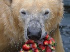 Urso polar come bolo gelado de morango em zoo da Alemanha