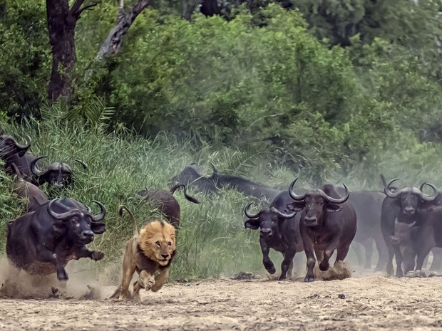 Búfalos-africanos se unem em disparada para afugentar um leão no Parque Nacional de Kruger, na África do Sul. O gerente de projetos Dave Woollacott, de Joanesburgo, comemorava os 33 anos de casamento em um passeio com a mulher quando flagrou a cena. (Foto: Dave Woollacott/Caters News)
