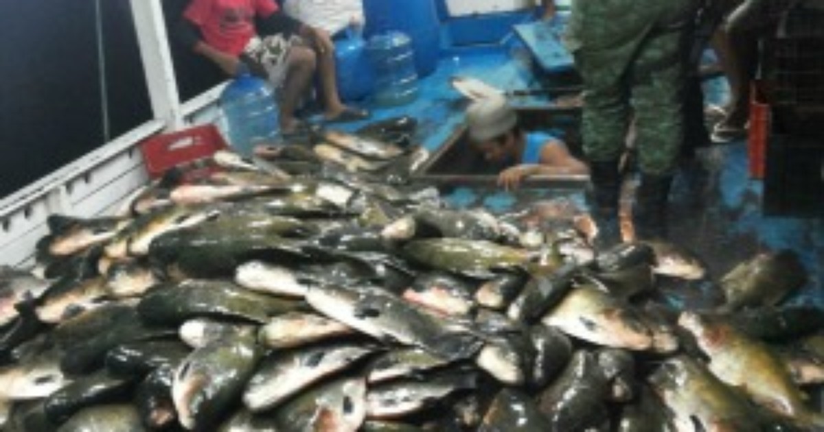 G1 Polícia no AM apreende 2 5t de pescado e animais silvestres em