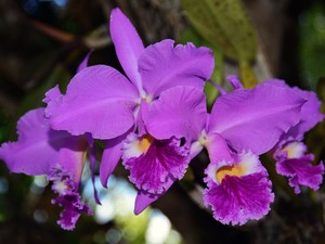Cattleya jenmanii é uma das espécies de orquídeas  (Foto: Jorge Macêdo)