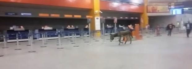 Jumento entrou pela porta e foi colocado para fora no mesmo instante (Foto: Íris Sá/VC na TV Sergipe)