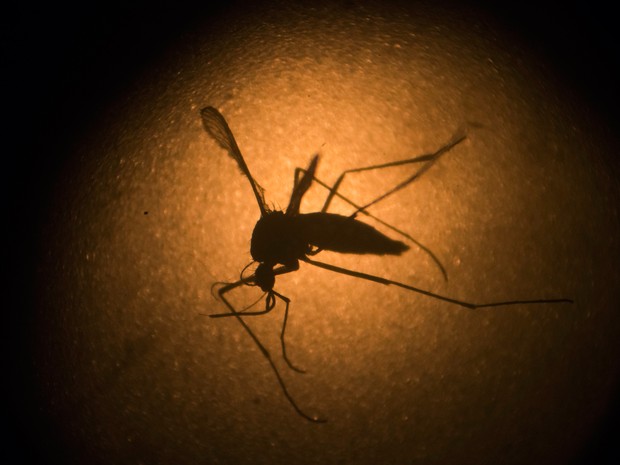 Principal transmissor do vírus da zika é o mosquito Aedes aegypti (Foto: Felipe Dana/AP)