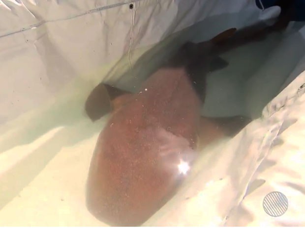 Tubarão tem 2,5 metros e foi conduzido ao mar em piscina plástica (Foto: Reprodução / TV Bahia)