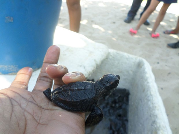 Animais eram monitorados pela Brigada Ambiental (Foto: SMAS/Divulgação)