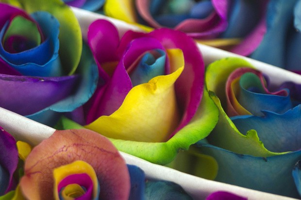 Entre as flores criadas na plantação, há uma versão de rosas 'supercoloridas' (Foto: Guillermo Granja/Reuters)