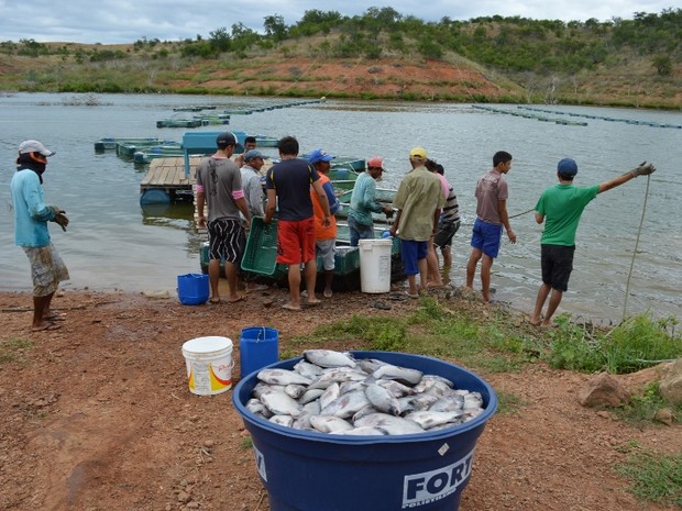 Piscicultores se juntaram para retirar os peixes mortos (Foto: Helder Rocha/APPM)