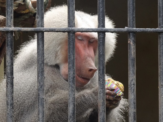 Babuíno aproveita o aniversário para comer bolo de ração com banana (Foto: Moema França/G1)