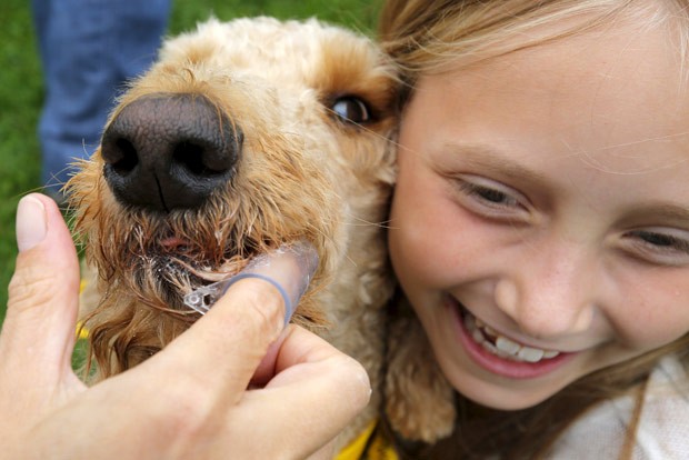 Tentativa foi realizada em festival canino em Somerville, no estado de Massachusetts (Foto: Brian Snyder/Reuters)