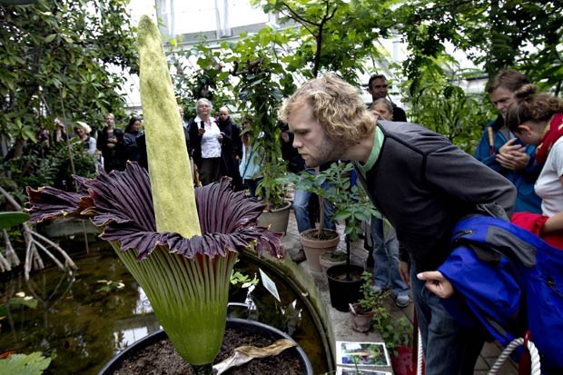 Flor-cadáver atraiu dezenas de visitantes no jardim botânico de Copenhague. (Foto: Jacob Ehrbahn/Polfoto/AP)