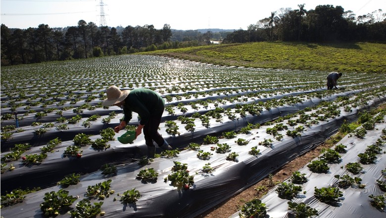 agricultura_hortifruti_morango_ (Foto: Marcelo Min/Ed. Globo)