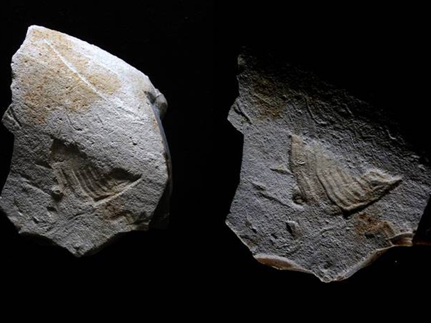 Imagem mostra pássaro gravado em sílex; objeto foi descoberto por arqueólogos na França  (Foto: BOURGUIGNON - ORTEGA / INRAP / AFP)