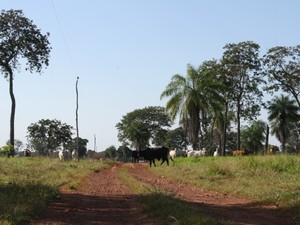 Fazenda de onde era criada vaca que apresentou os sintomas da doença da vaca louca em MT (Foto: Leandro J. Nascimento/G1)
